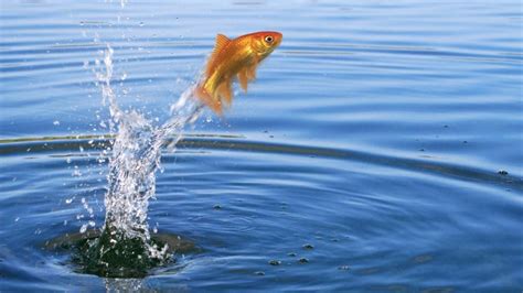 fish jumping out of water|Why Fish Jump Out Of The Water: The Answer Is Shocking!.